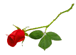 rose2.gif (3472 bytes)